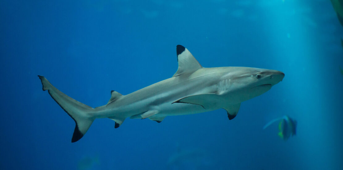 nel-mediterraneo-e-a-rischio-oltre-la-meta-della-specie-di-squali