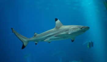 nel-mediterraneo-e-a-rischio-oltre-la-meta-della-specie-di-squali