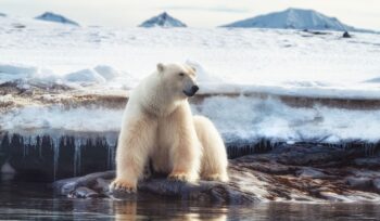 c’e-un-legame-diretto-tra-l’inquinamento-e-la-sopravvivenza-degli-orsi-polari
